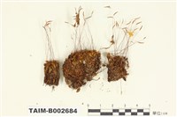 藏品(扭口苔屬)的圖片